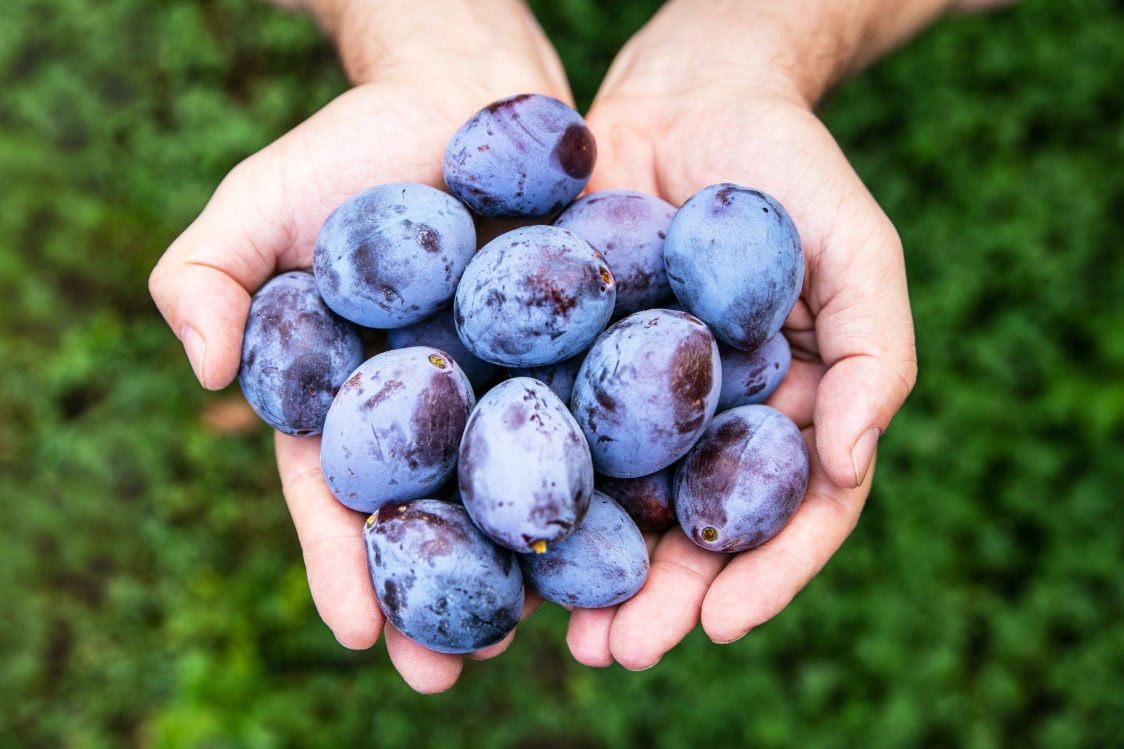 Δοκιμάστε αυτές τις συνταγές με κεράσια, δαμάσκηνα και βερίκοκα Δοκιμάστε αυτές τις συνταγές με κεράσια, δαμάσκηνα και βερίκοκα