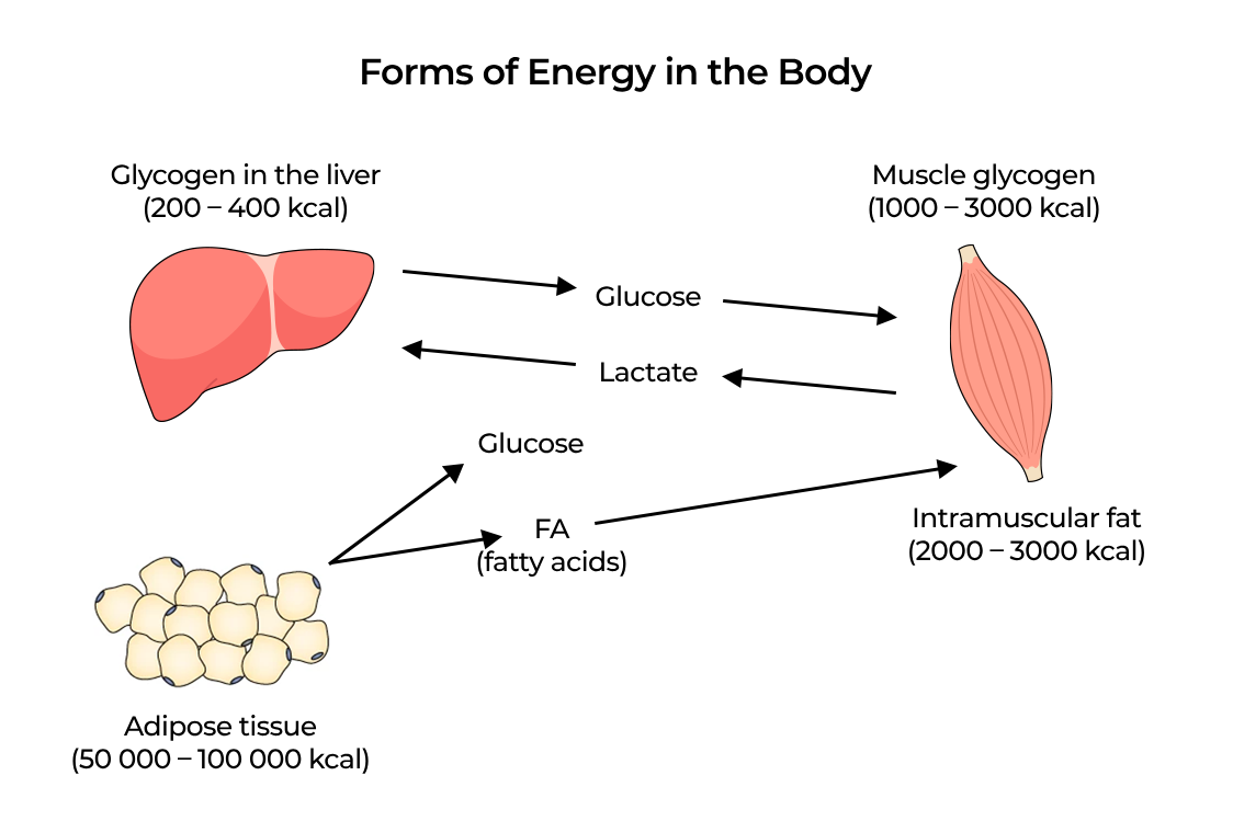 Μορφές ενέργειας στο σώμα